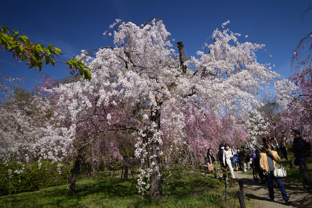 220405b京都植物園29