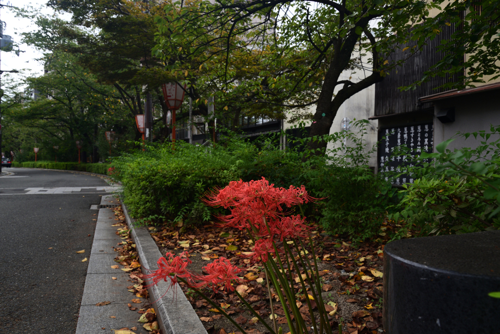 210916b木屋町通29四条下る