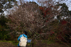 191210a京都植物園31冬桜
