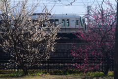 220222e梅小路公園33