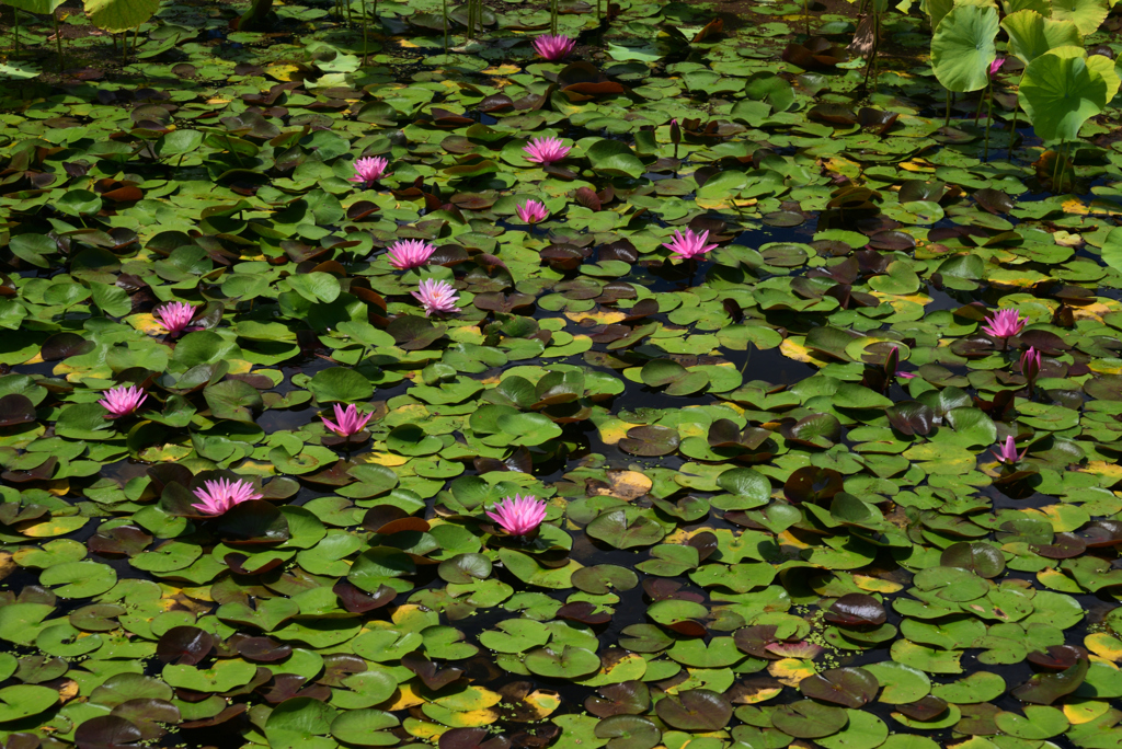 220729万博公園06