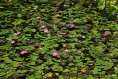 220729万博公園06