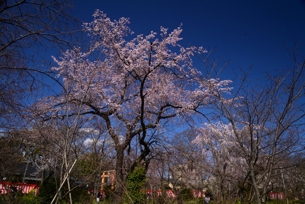 230322g平野神社34