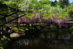 220425c萬葉植物園47