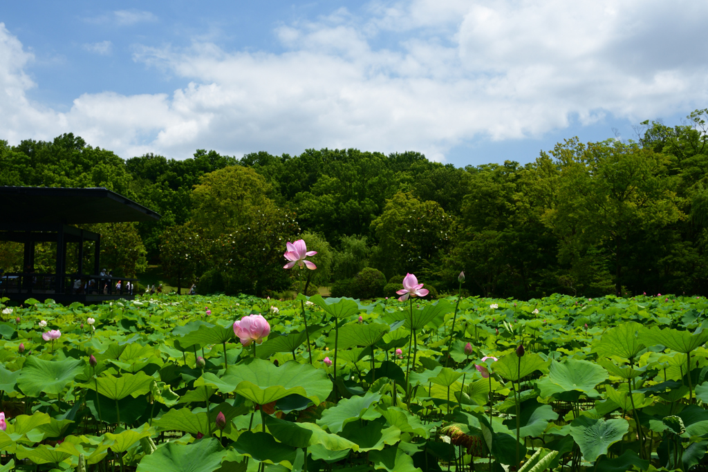 230702万博公園01