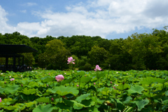 230702万博公園01