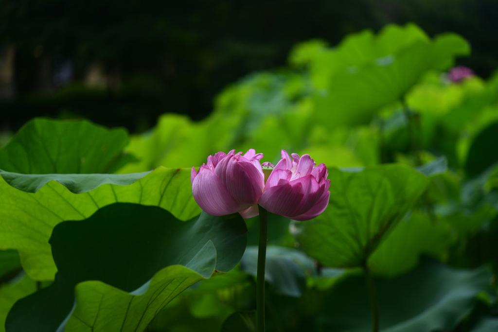 240727京都植物園18