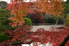 181125d龍安寺15