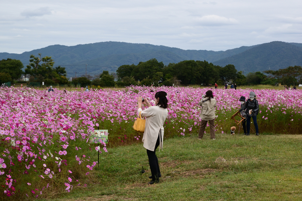 211018a藤原宮跡50
