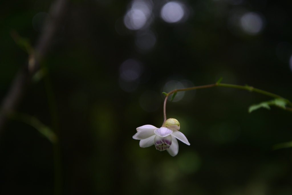 210811京都植物園01