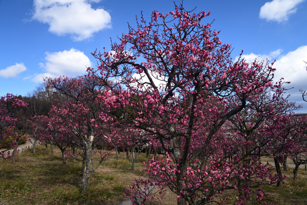 220222e梅小路公園12