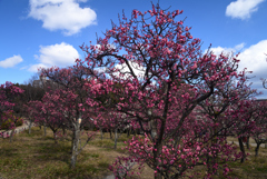 220222e梅小路公園12