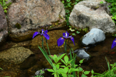 250518京都植物園60