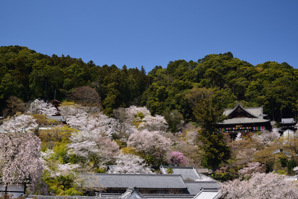 190409a長谷寺66