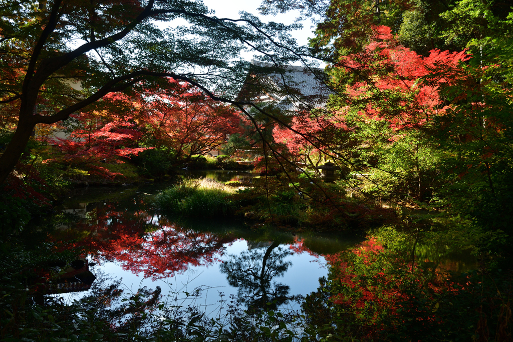 251122a金戒光明寺27