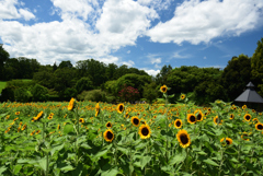 200810馬見丘陵公園24