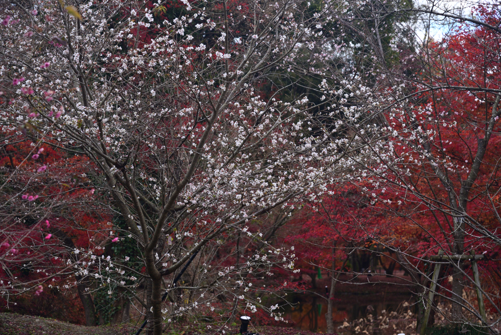 211204京都植物園30