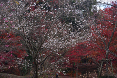 211204京都植物園30