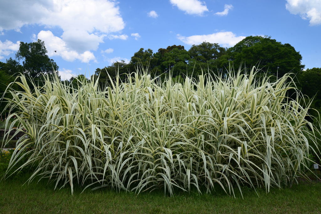 220609京都植物園66