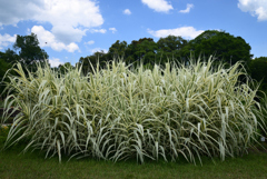 220609京都植物園66