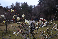 250228京都植物園21
