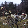 250228京都植物園21