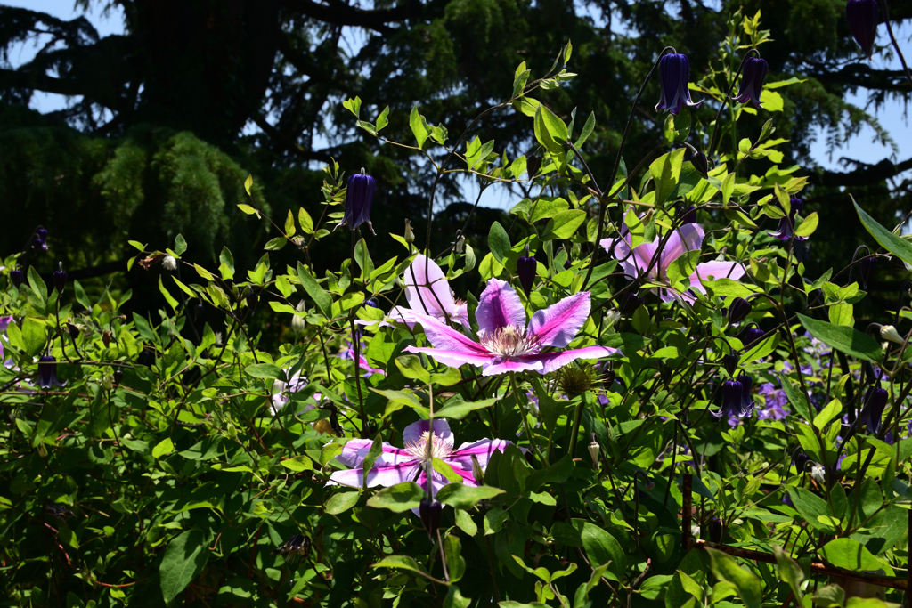 210601京都植物園38