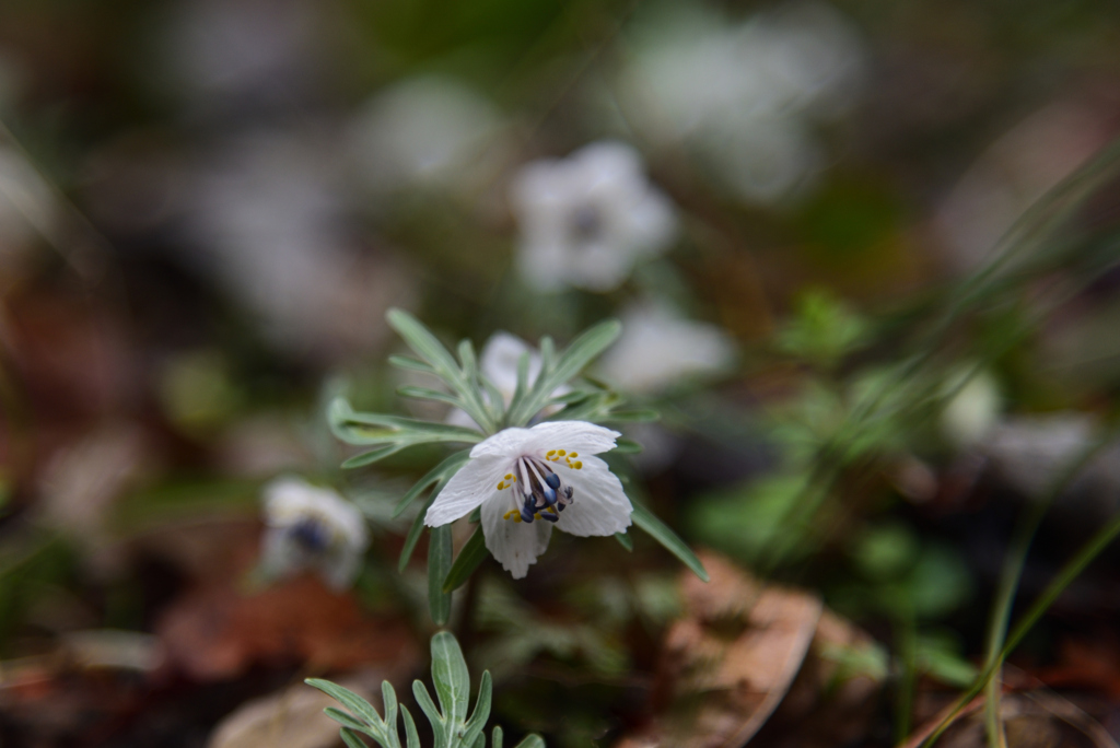 230214京都植物園12