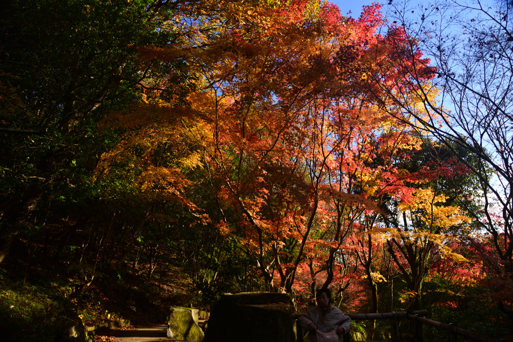 241129d三景園16