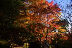 241129d三景園16