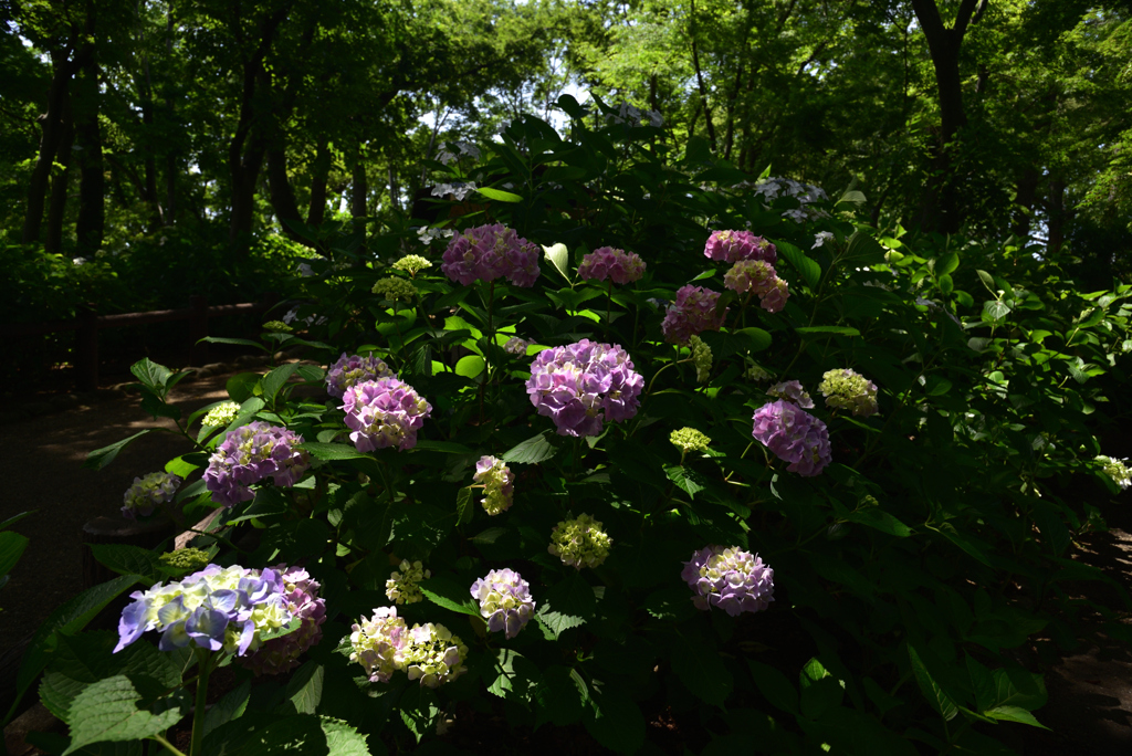 200602b長居植物園40