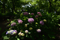 200602b長居植物園40