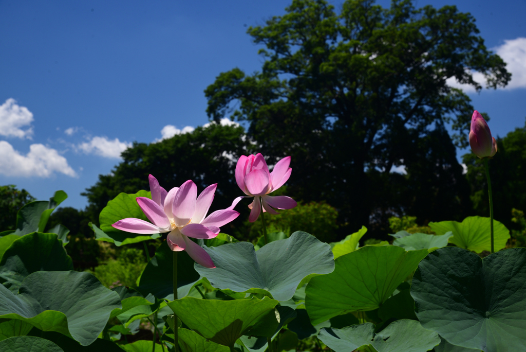 240705京都植物園51