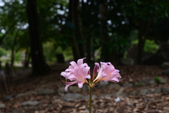 210811京都植物園19
