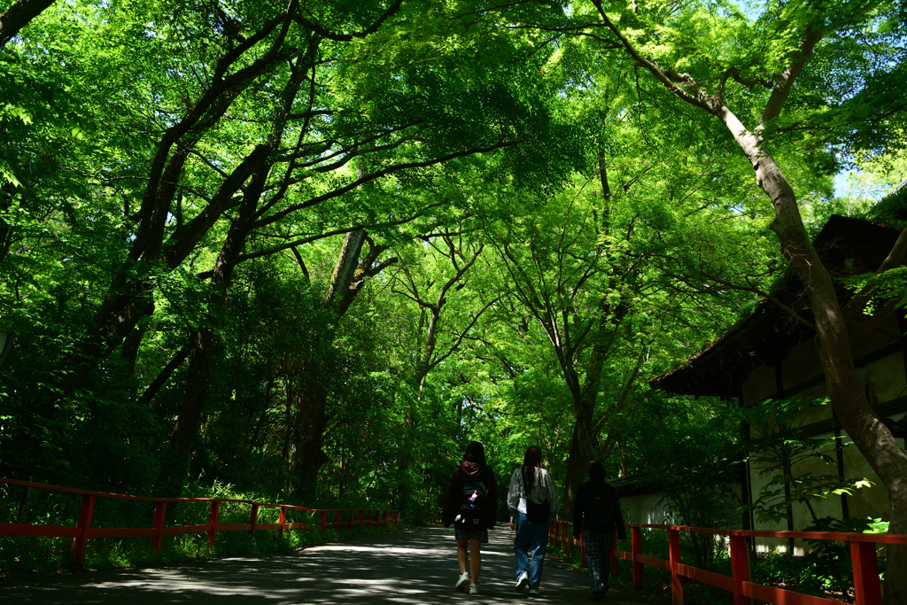 250513下鴨神社14