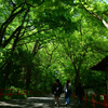 250513下鴨神社14