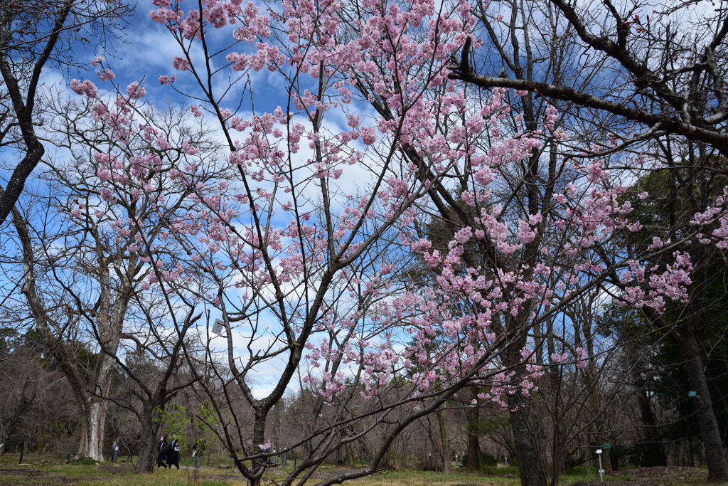 200303京都植物園55