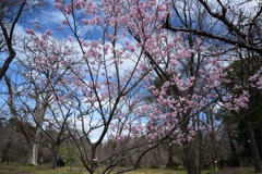 200303京都植物園55