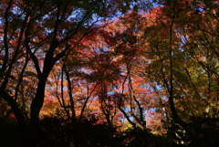 211119c滝口寺68