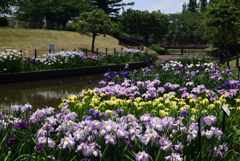 190609a白鷺公園26