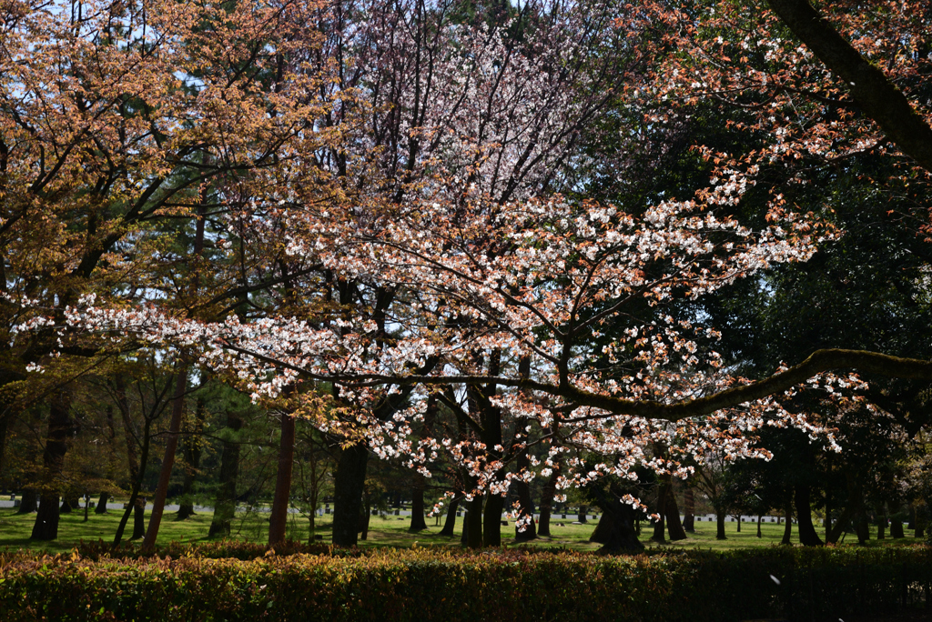 220405a京都御苑25