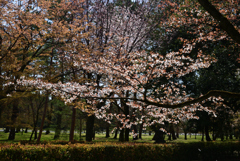 220405a京都御苑25