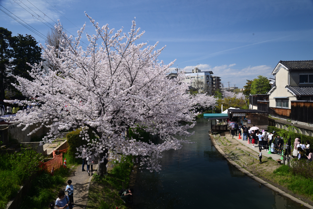 240407f宇治川派流12