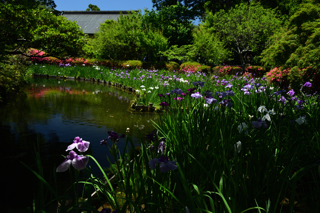 200607梅宮大社20