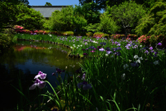 200607梅宮大社20