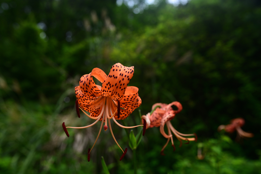 240727京都植物園31