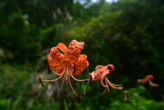 240727京都植物園31