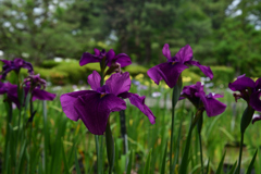 230613京都植物園07