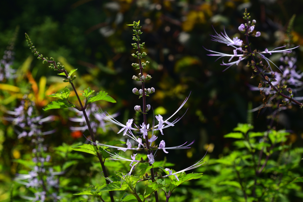 230825京都植物園56