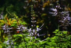 230825京都植物園56